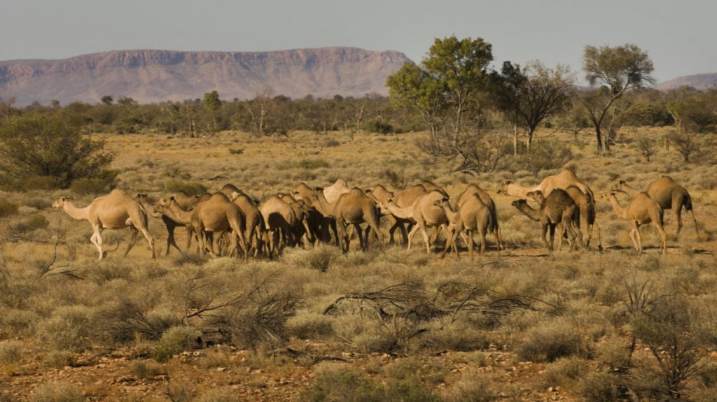 kill-10000-camels-as-they-drink-a-lot-of-water-and-they-contribute-in-global-warming In Australia 