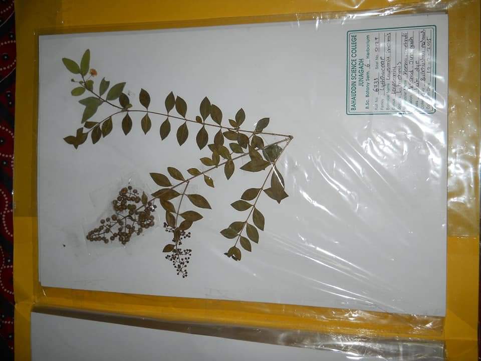 Surat na Paryavaran premi shikshake karyu herbarium sheet nu collection jano tena vishe