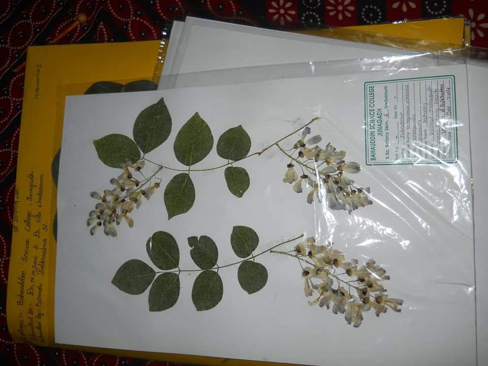 Surat na Paryavaran premi shikshake karyu herbarium sheet nu collection jano tena vishe