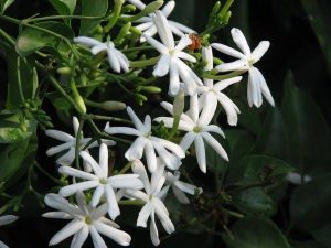 Try it, not makeup, face pack made of flowers will give your face beauty 3